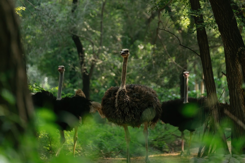 a group of ostriches walking through a forest