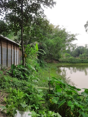 A serene outdoor setting featuring bamboo decor and plants.