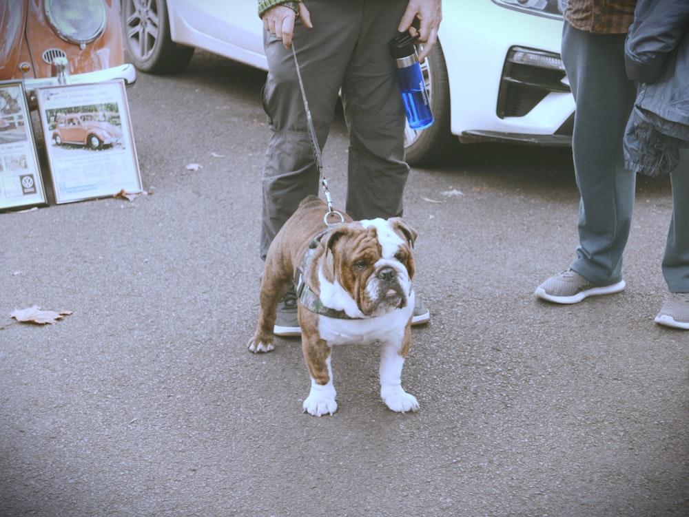 a small brown and white dog on a leash