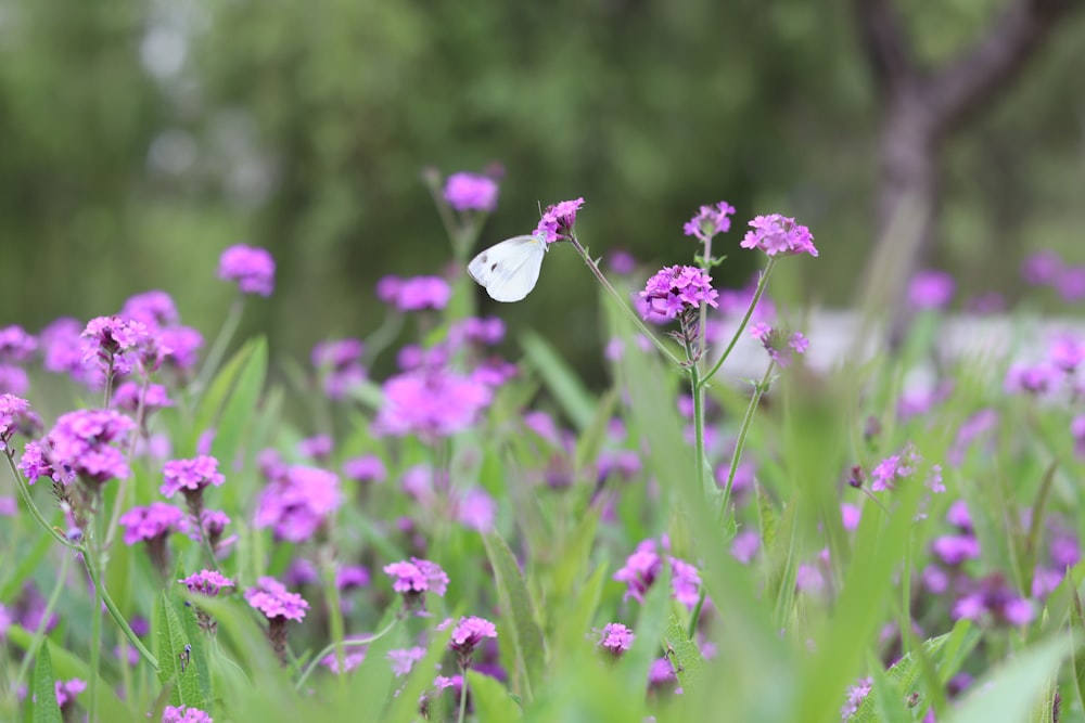 a white butterfly sitting on top of a purple flower