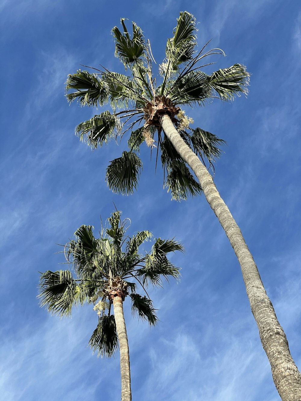 a couple of palm trees standing next to each other