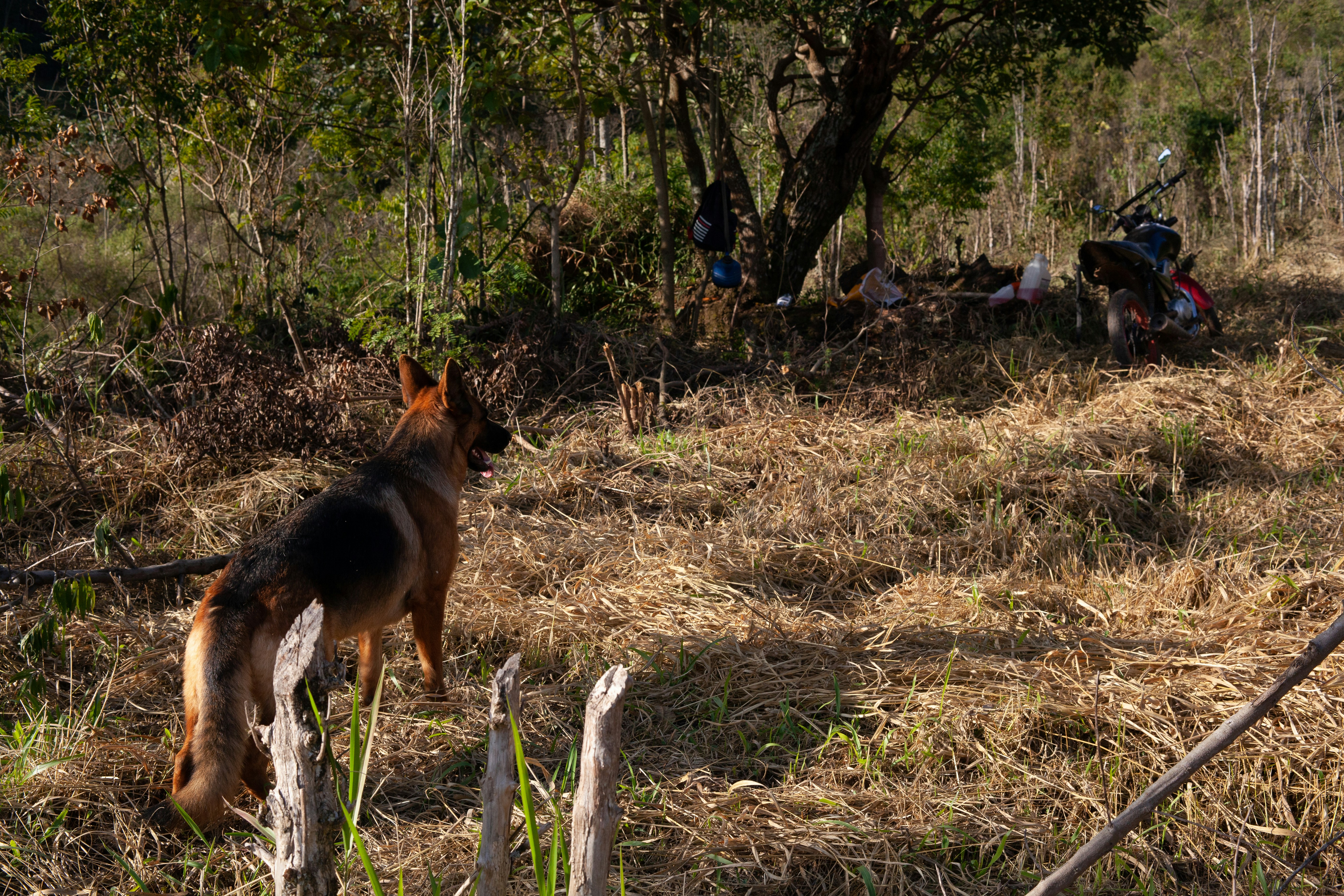 German Shepherd dog stands in a field looking toward the woods.