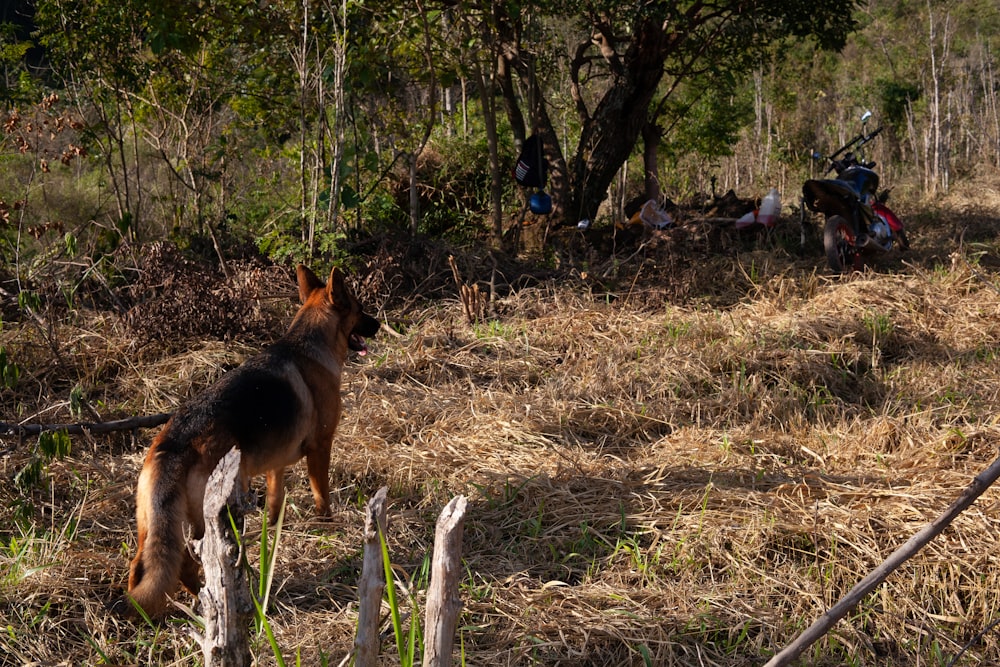 a dog standing in a field next to a forest