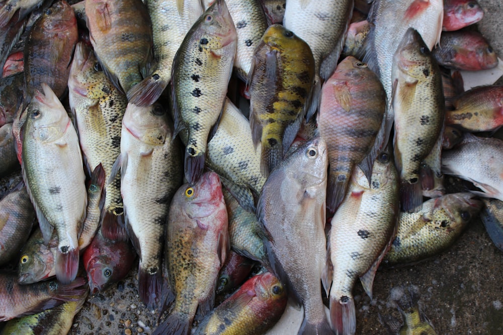 ein Haufen Fische, die auf dem Boden liegen