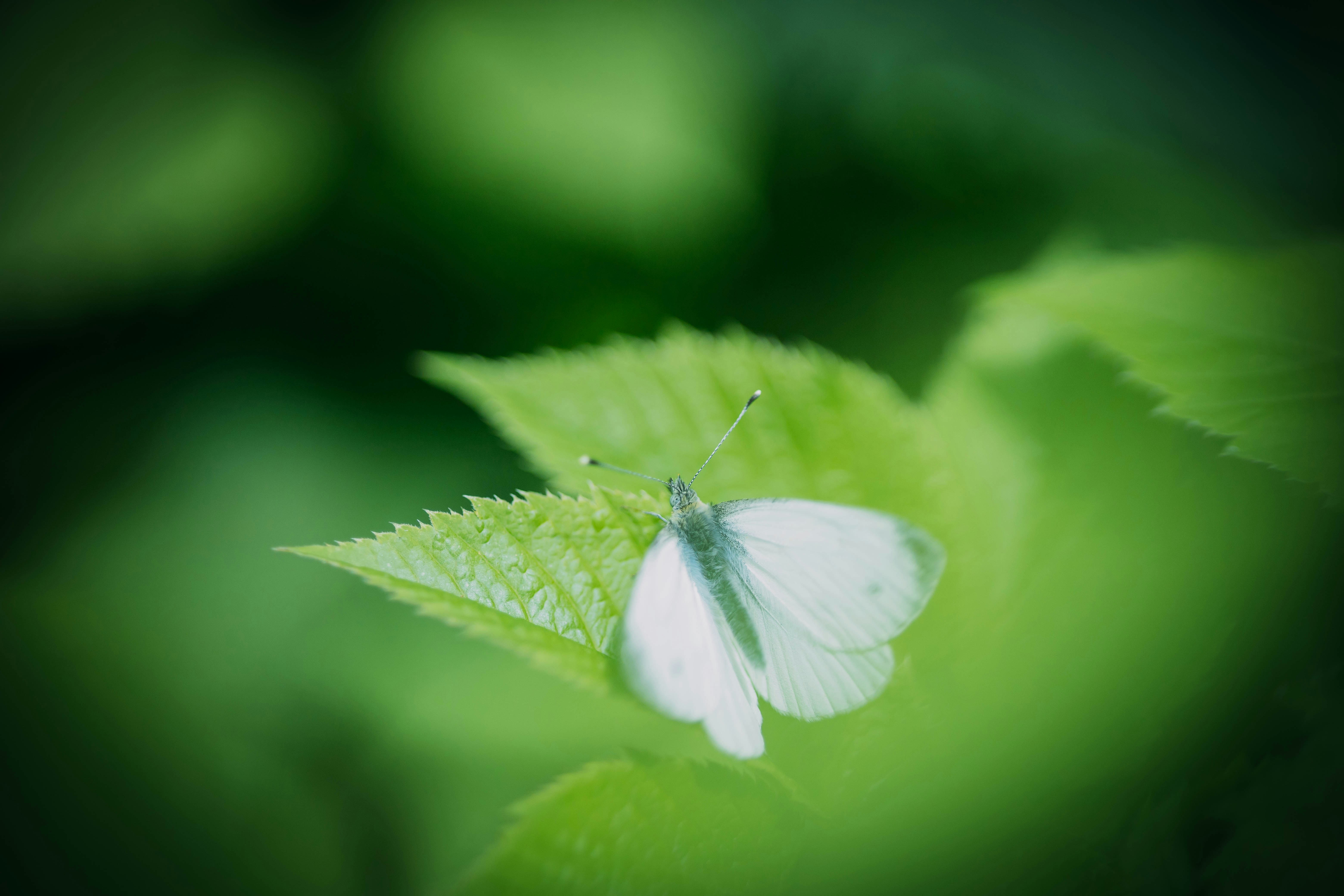 una farfalla bianca seduta su una foglia verde