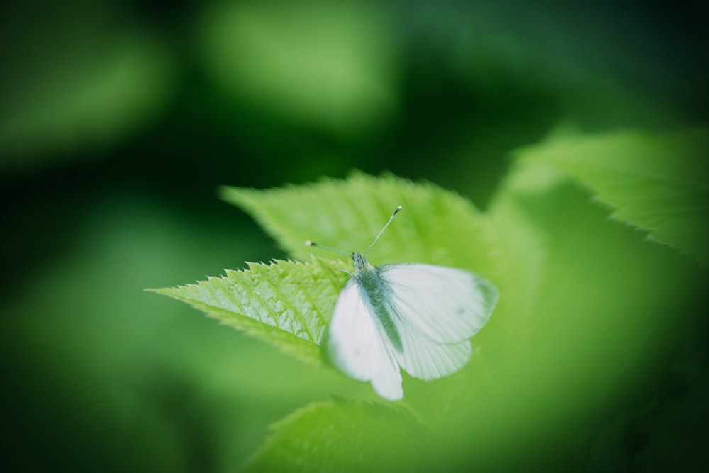 a white butterfly sitting on a green leaf