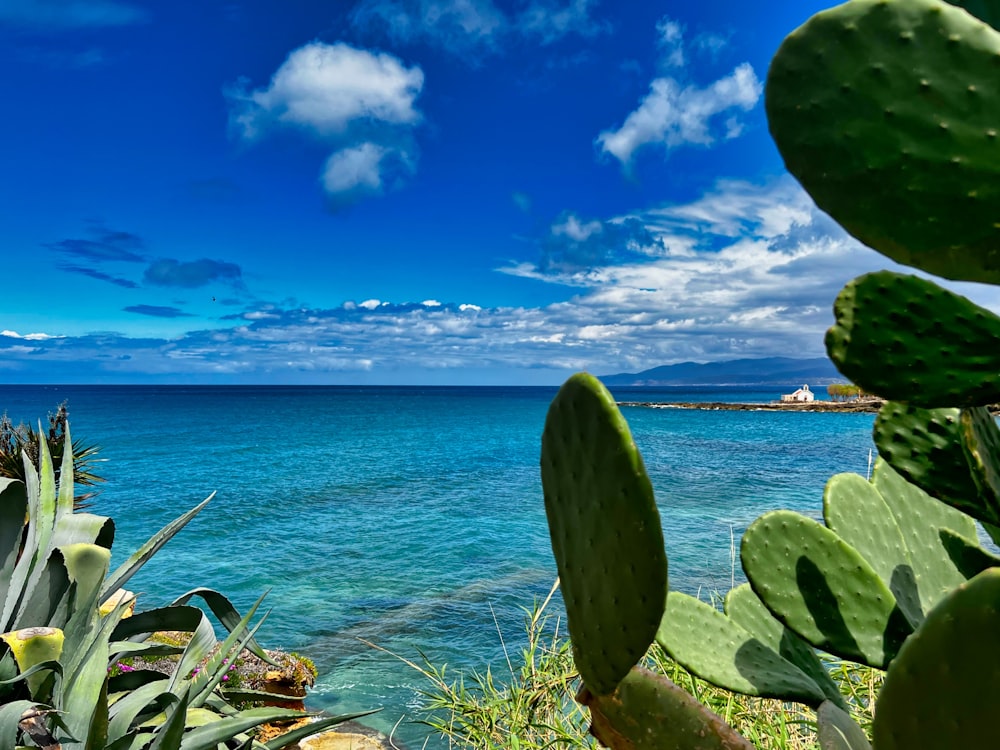 a view of a body of water with a cactus in the foreground