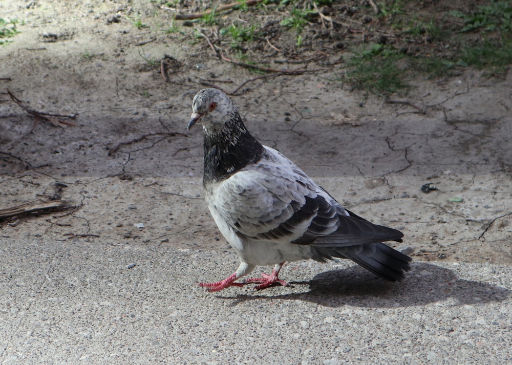 ein grauer und schwarzer Vogel, der auf dem Boden steht