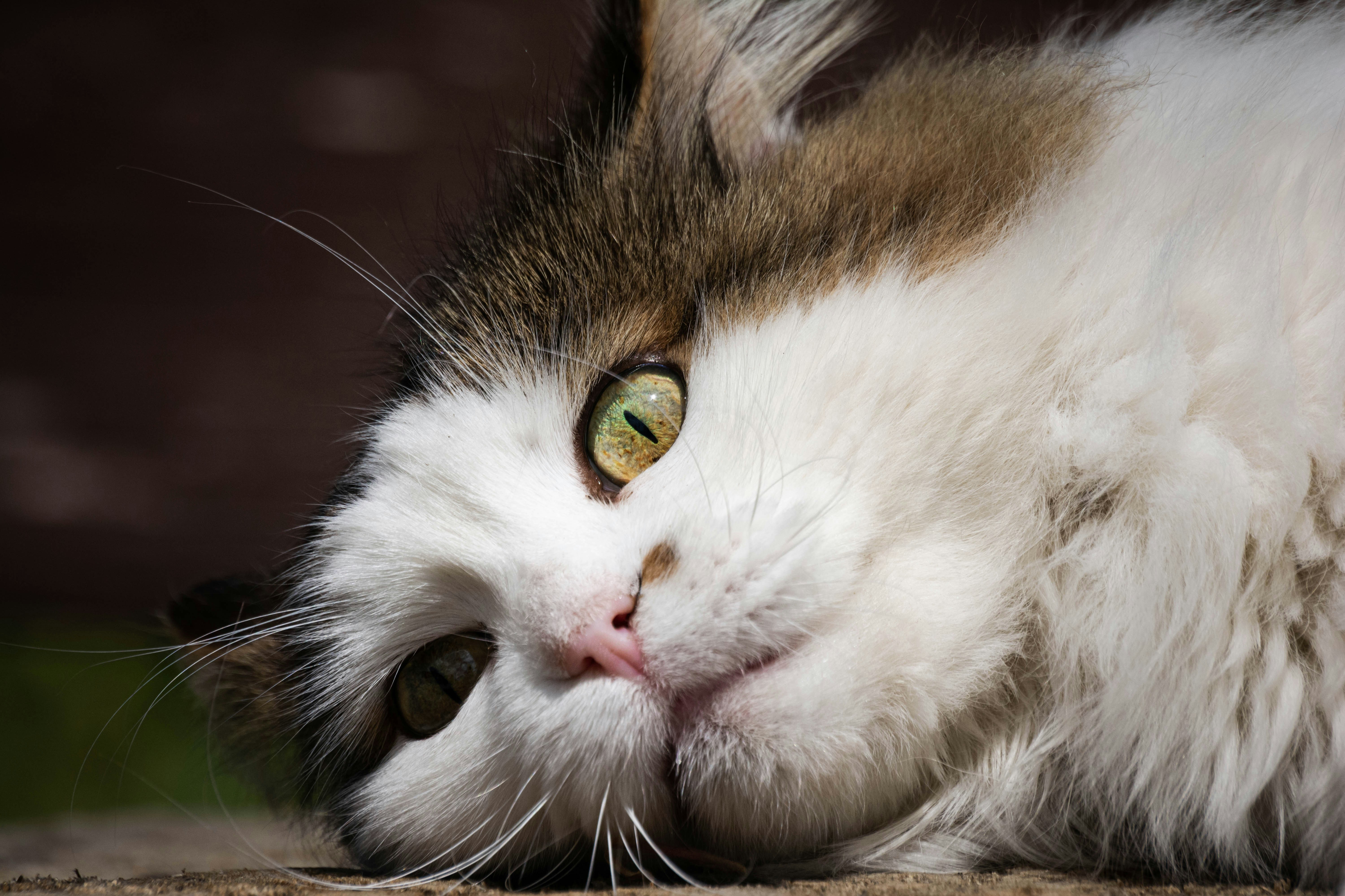 Photo by just_another_try