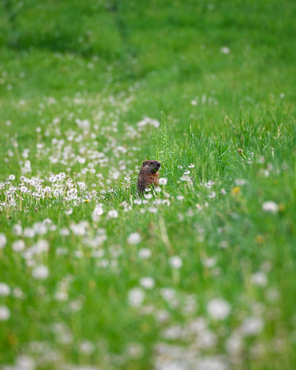 a small bird sitting in the middle of a field of grass