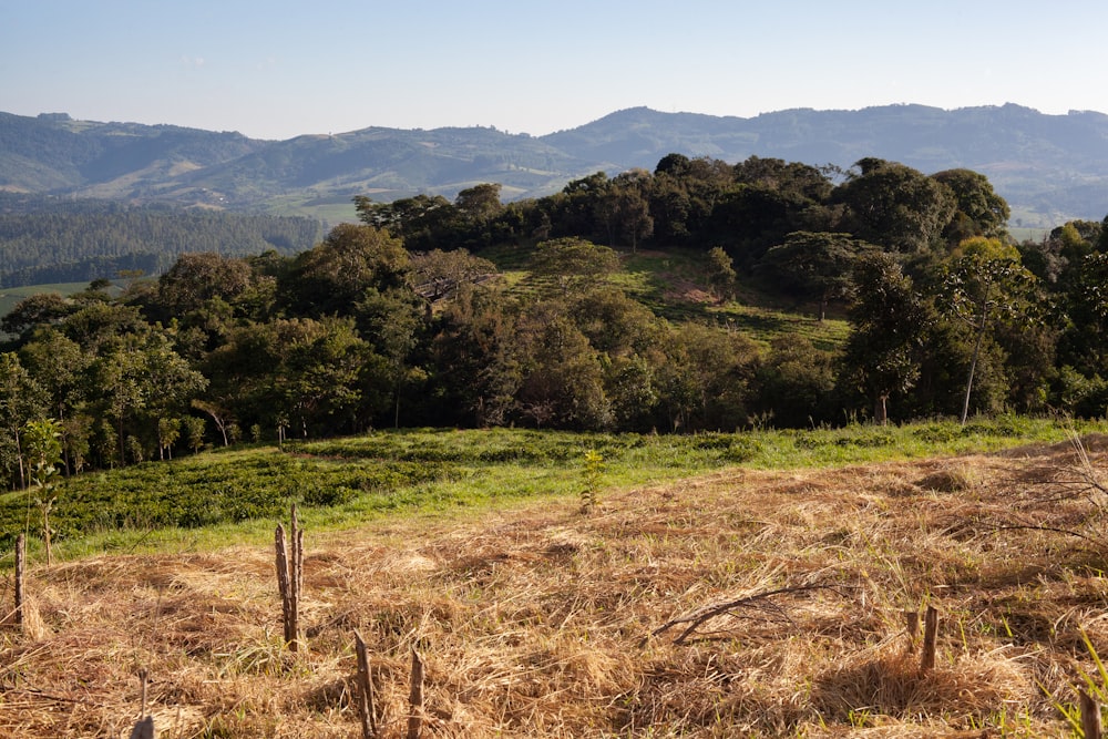 a grassy field with trees and mountains in the background