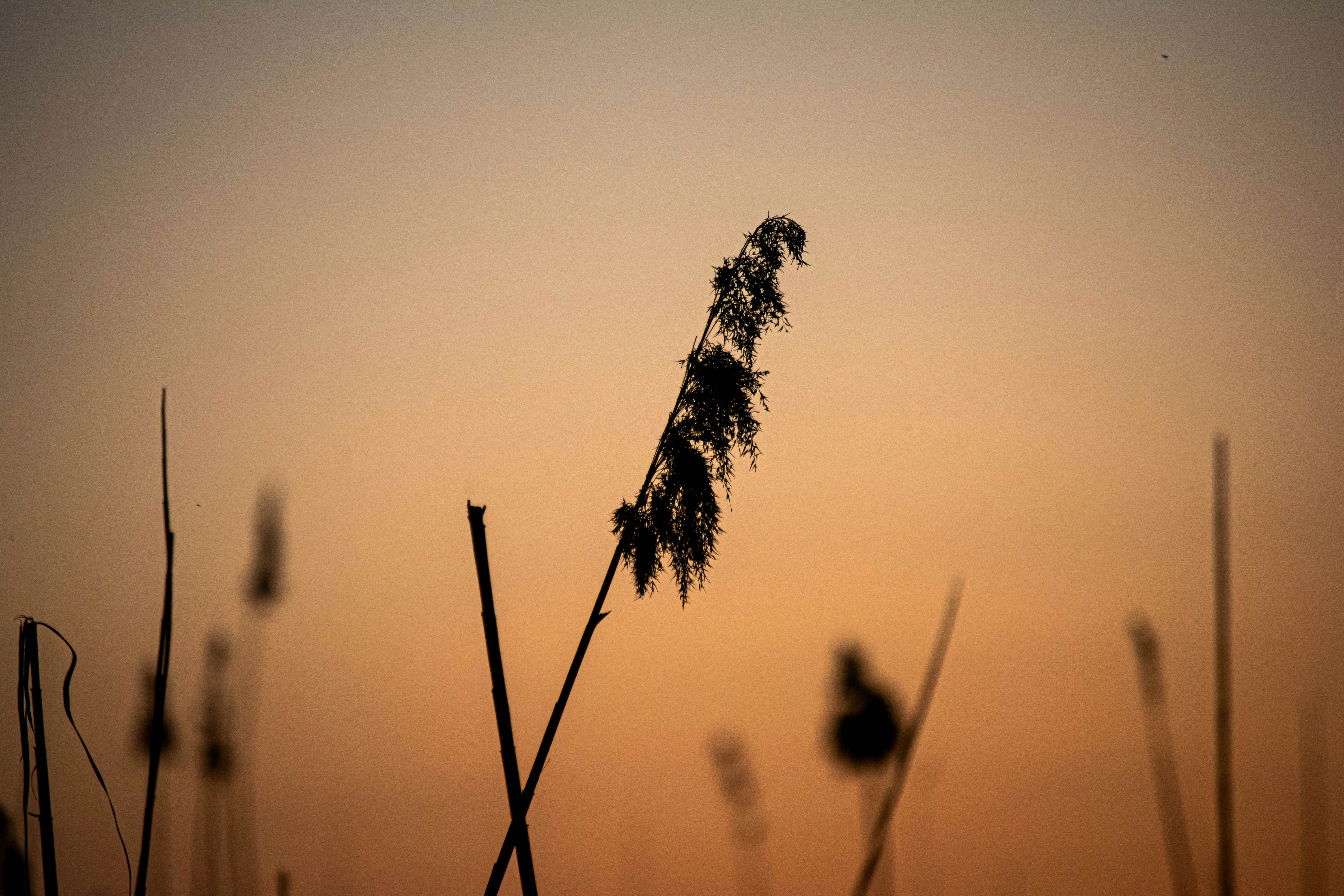 Photo by just_another_try