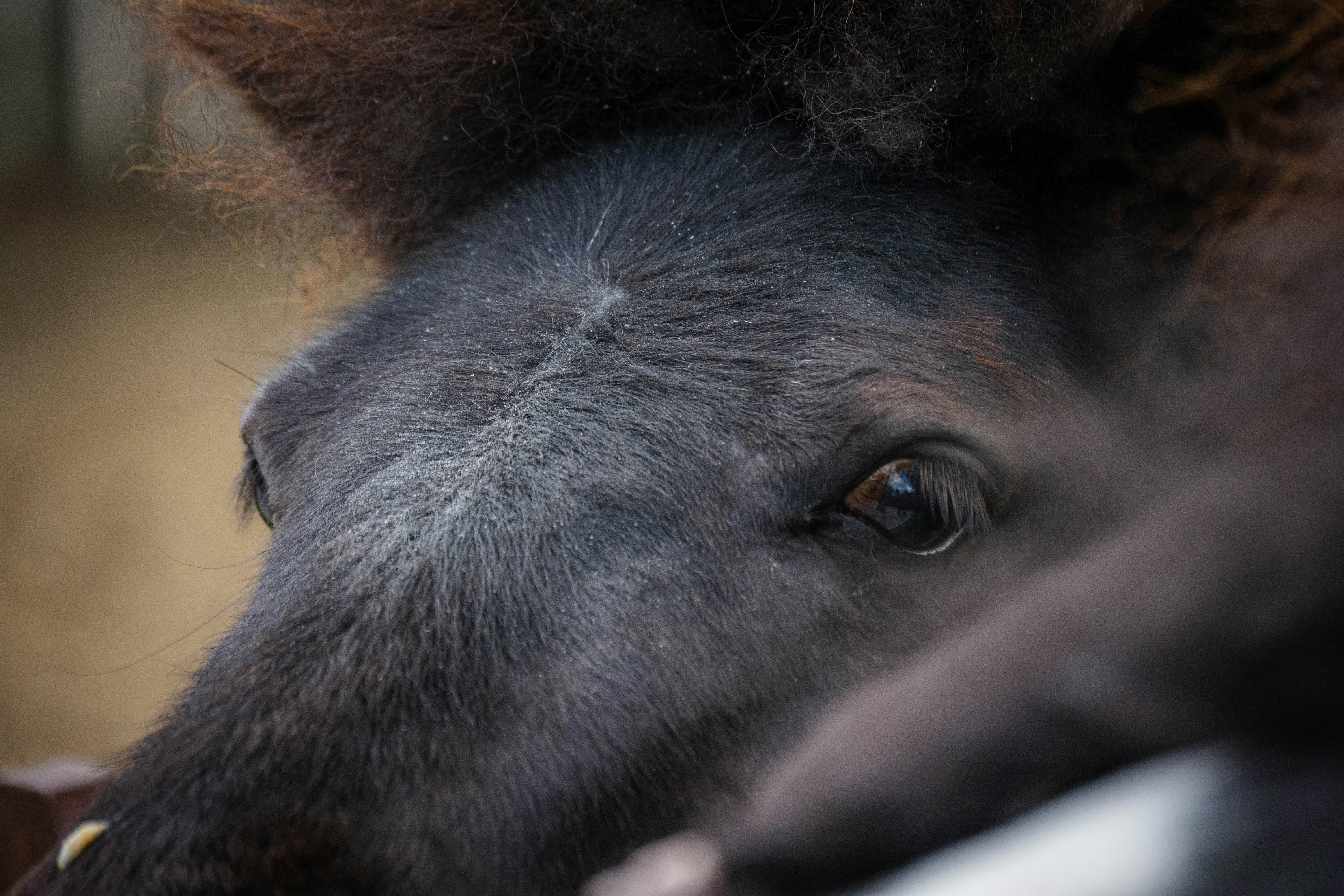 Most Heartwarming The Boy, The Mole, The Fox & The Horse Quotes
