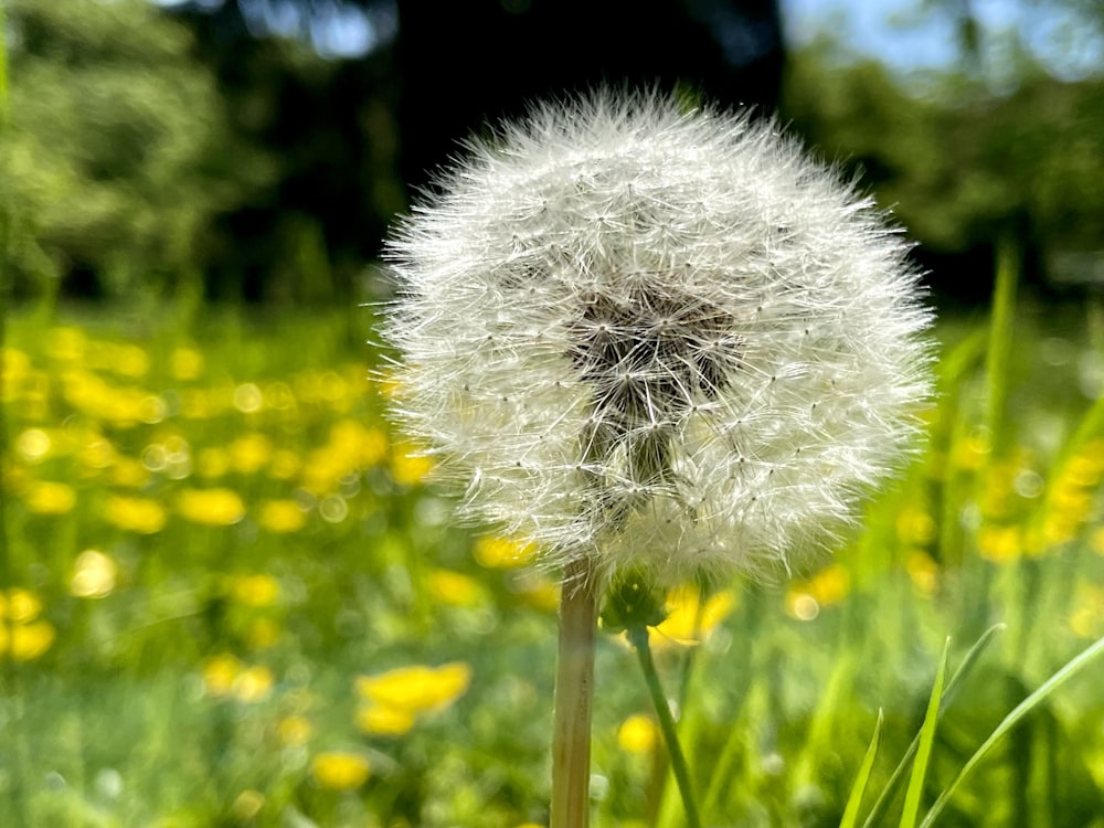a dandelion in the middle of a field of flowers