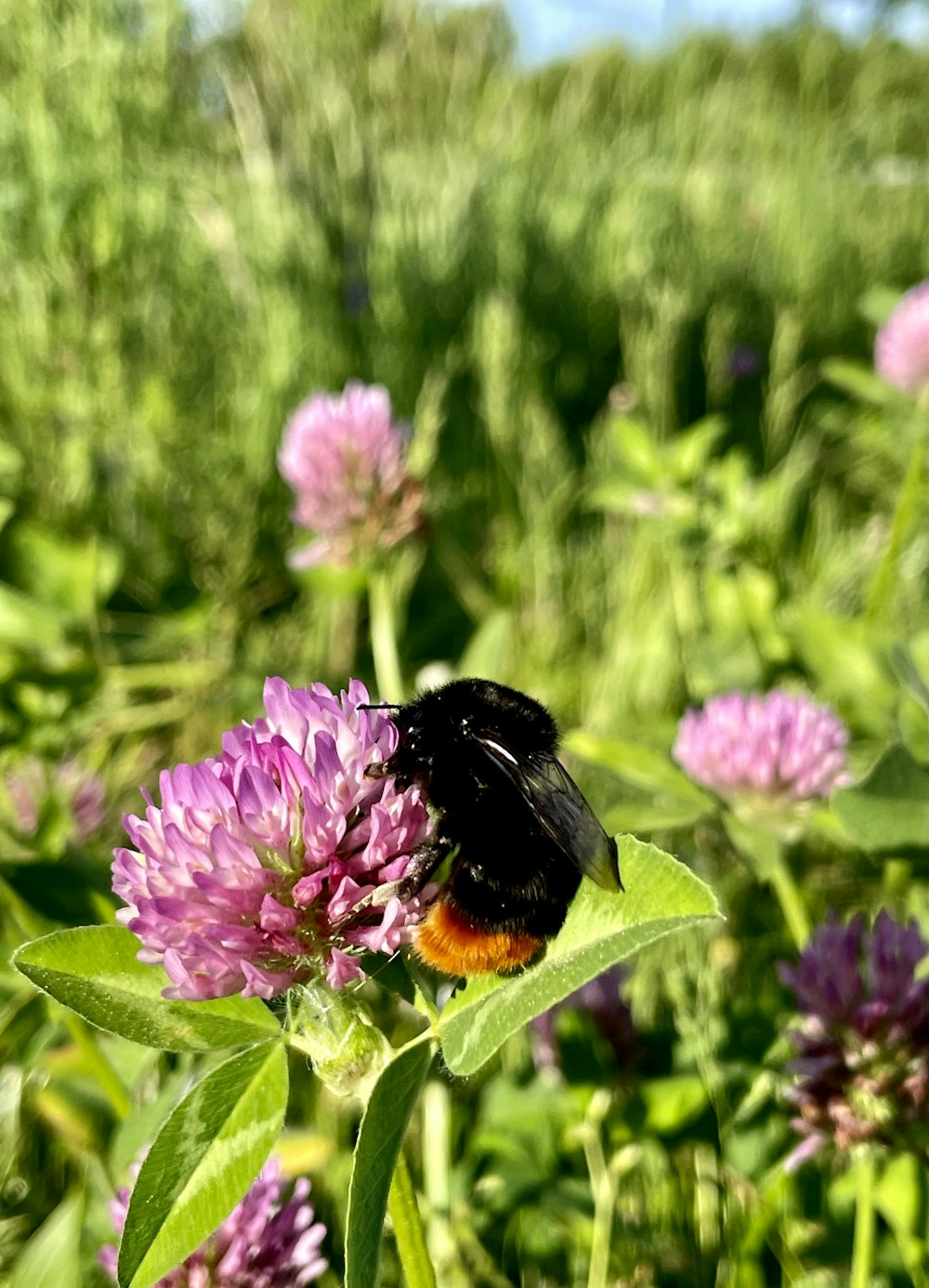 a black and orange butterfly sitting on a purple flower