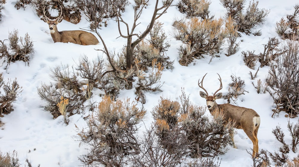 a herd of deer standing on top of a snow covered field