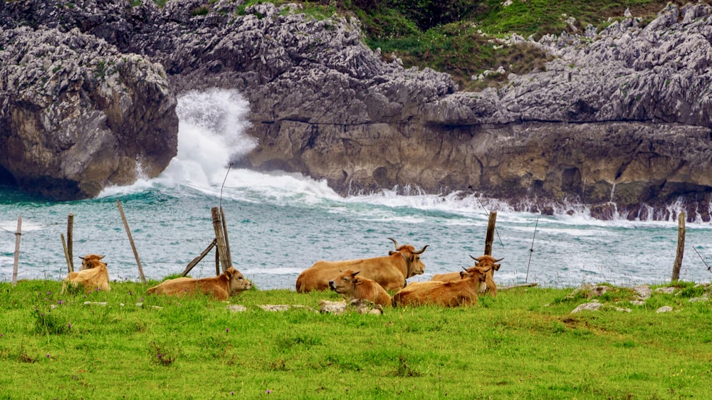 Una mandria di bovini seduta in cima a un campo verde lussureggiante