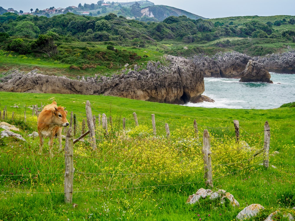 a cow standing on a lush green hillside next to a body of water