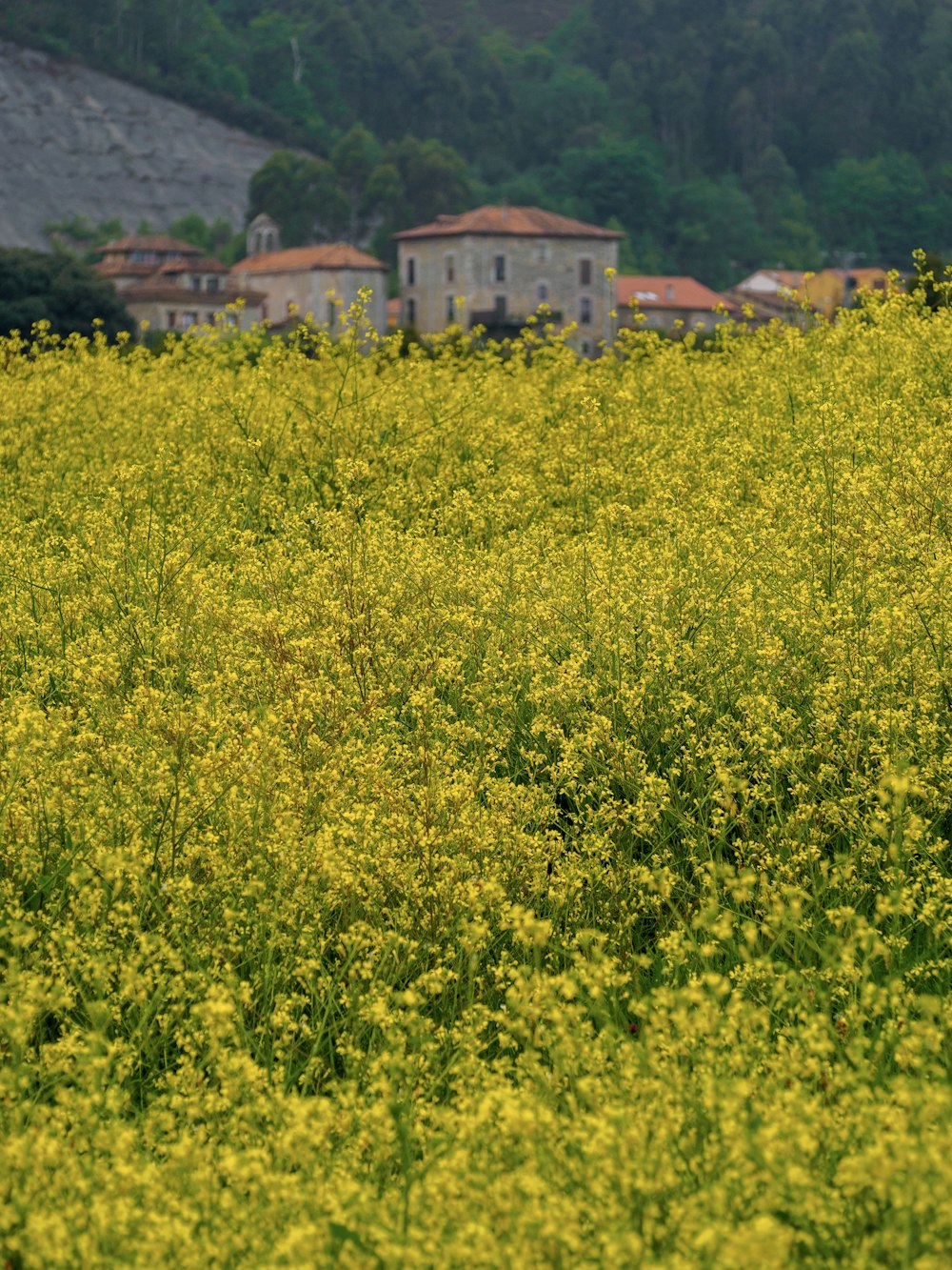 a field of yellow flowers with a house in the background