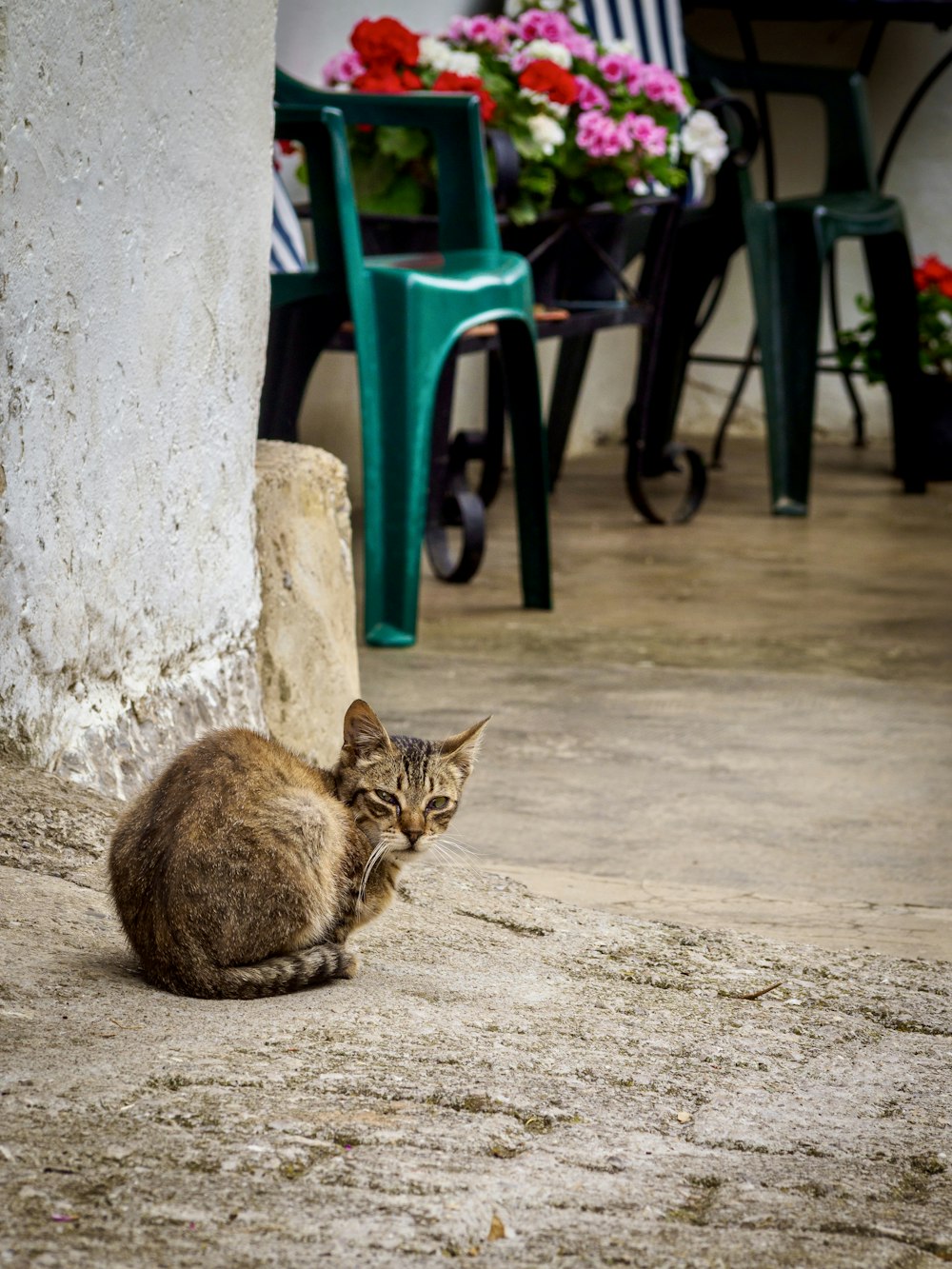 a cat sitting on the ground next to a chair
