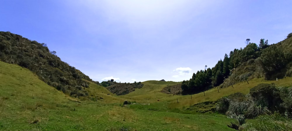 a view of a grassy hill with trees in the background