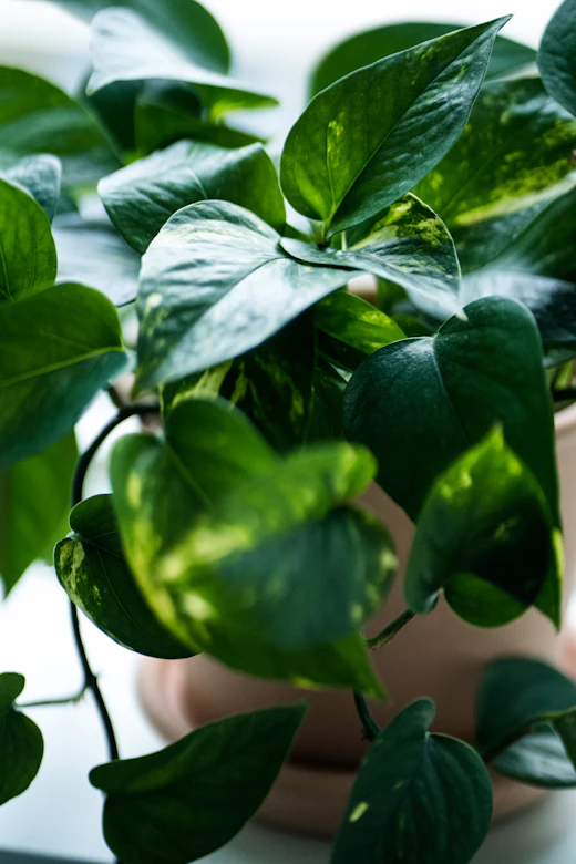 Real botanical photo of leaves