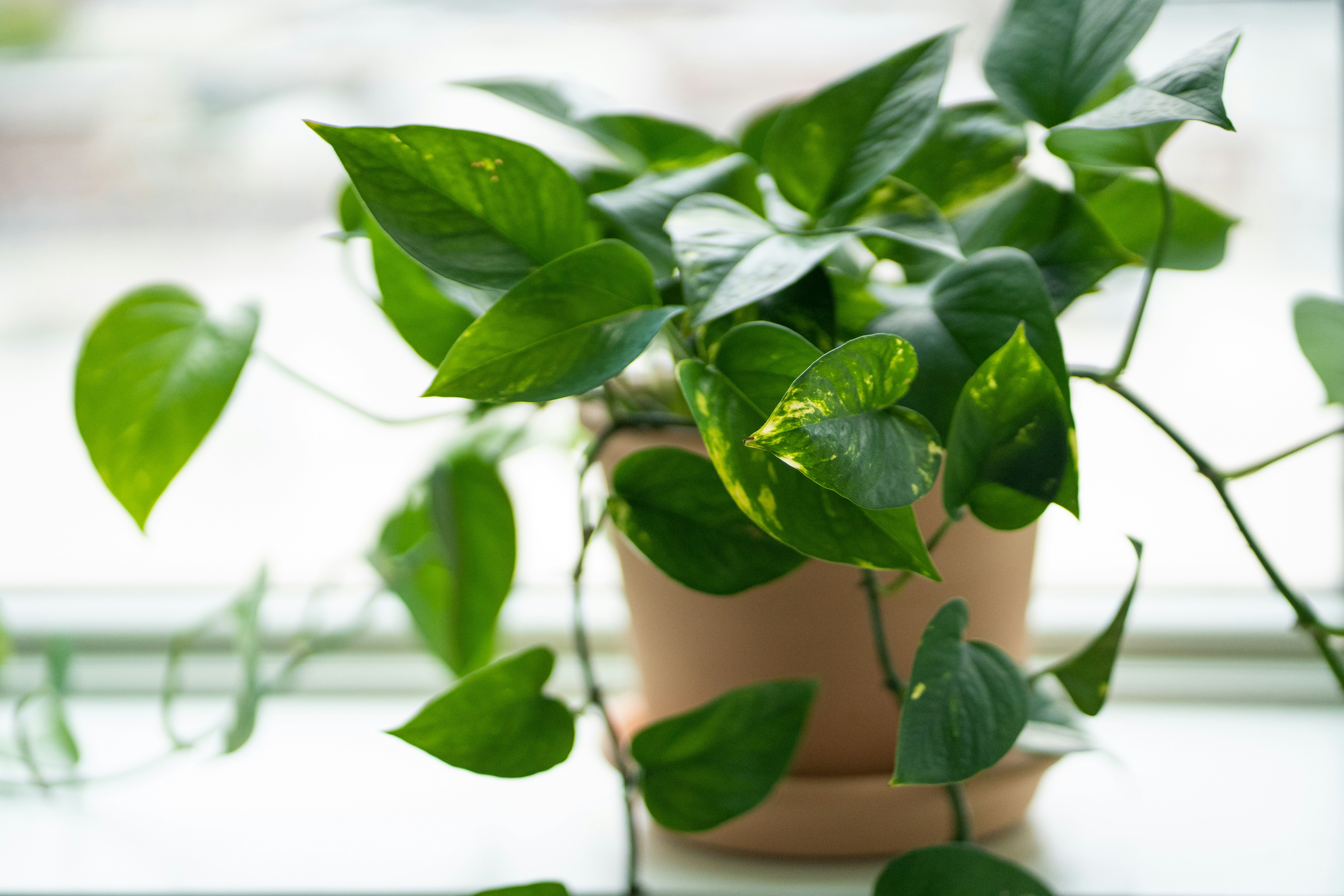 Photo by abhinav1bhardwaj