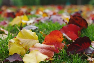 A team of landscapers raking leaves in a vibrant autumn yard.