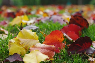Raking leaves in a colorful fall yard to clear the lawn.