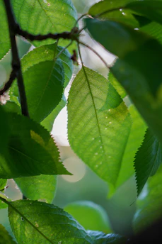 Close-up of vibrant green leaves glowing under soft sunlight, symbolizing natural vitality.