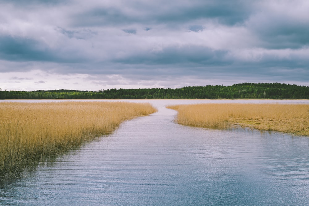 a body of water surrounded by tall grass