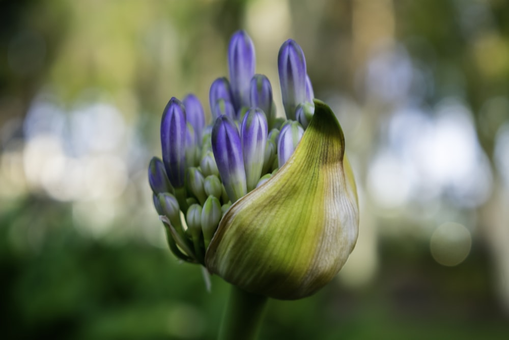 a close up of a flower with blurry background