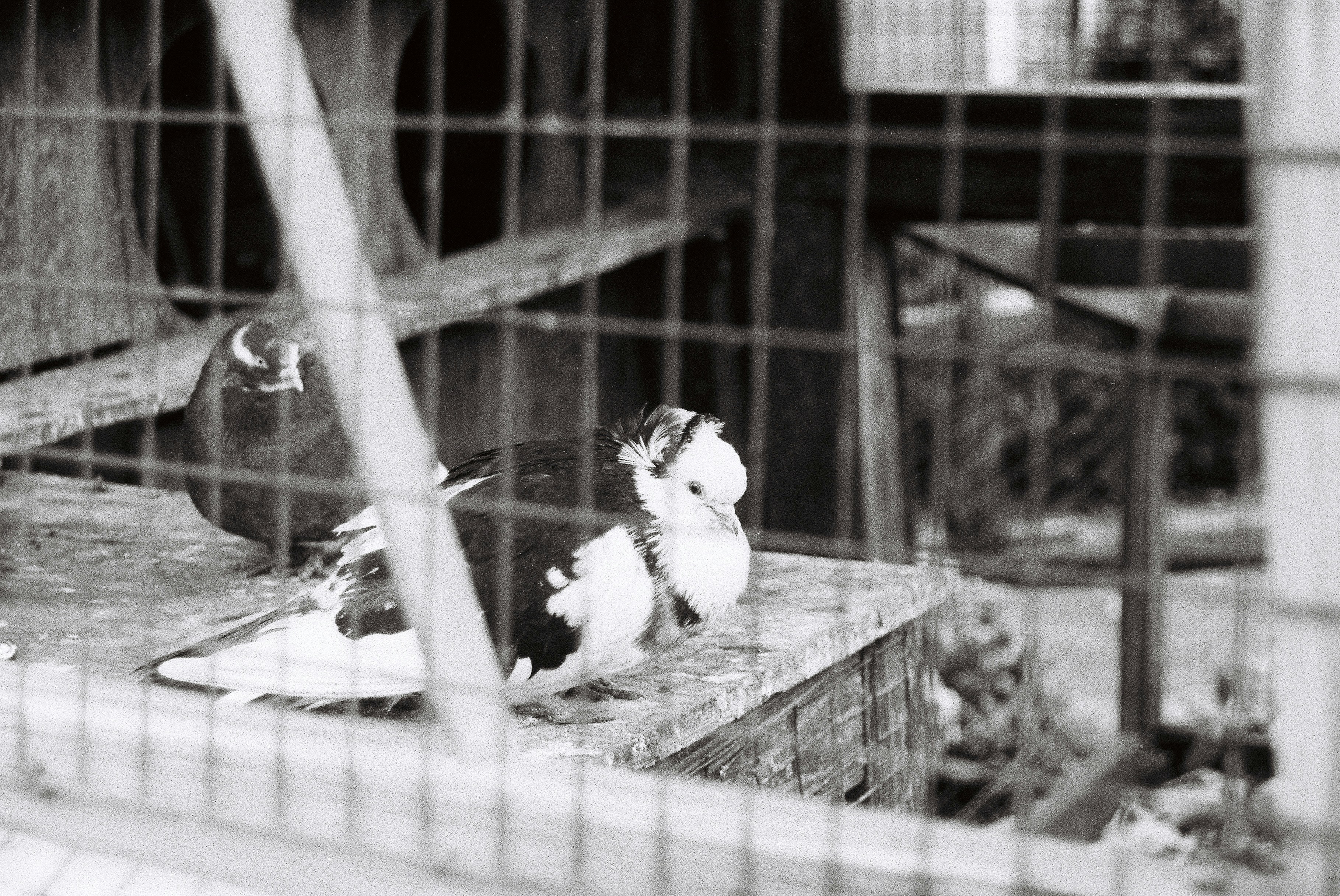 Dierenwinkel Woerden