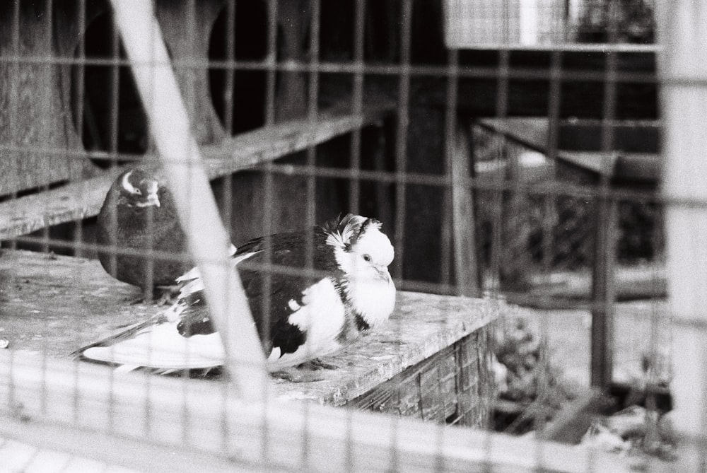Una foto en blanco y negro de dos pájaros en una jaula