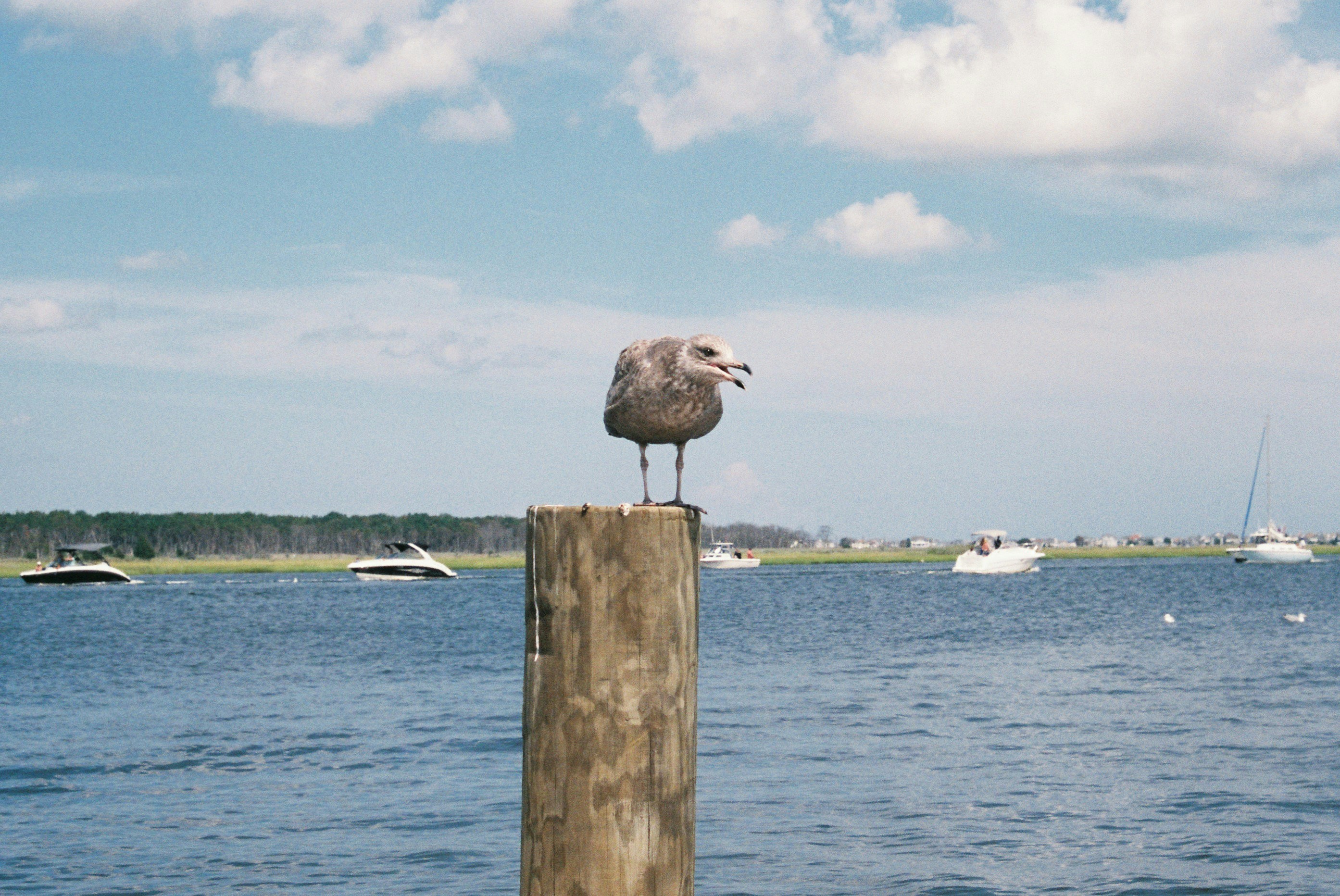 Seagull. Shot on Minolta SRT-101.