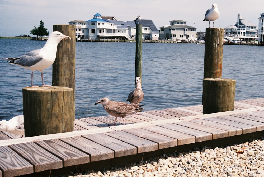 a couple of seagulls are standing on a dock