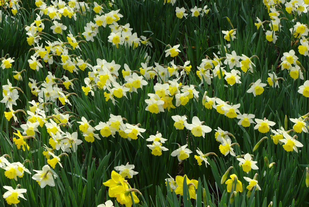 a field full of yellow and white flowers