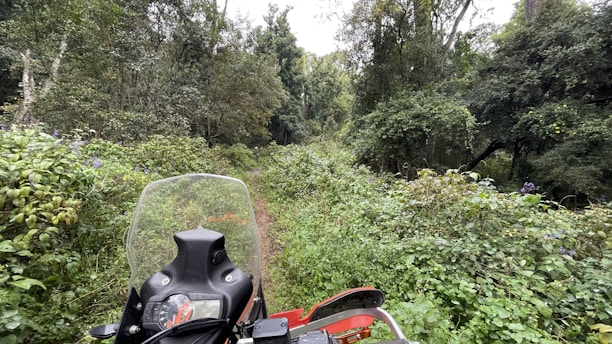 A motorcycle is parked on a narrow, overgrown dirt path surrounded by lush, dense forest. The vibrant green foliage engulfs the area, with tall trees and various undergrowth creating a natural tunnel. The scene is peaceful and adventurous, hinting at exploration through a wild landscape.