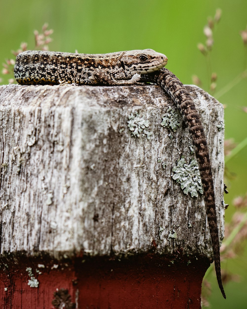 a lizard sitting on top of a wooden post