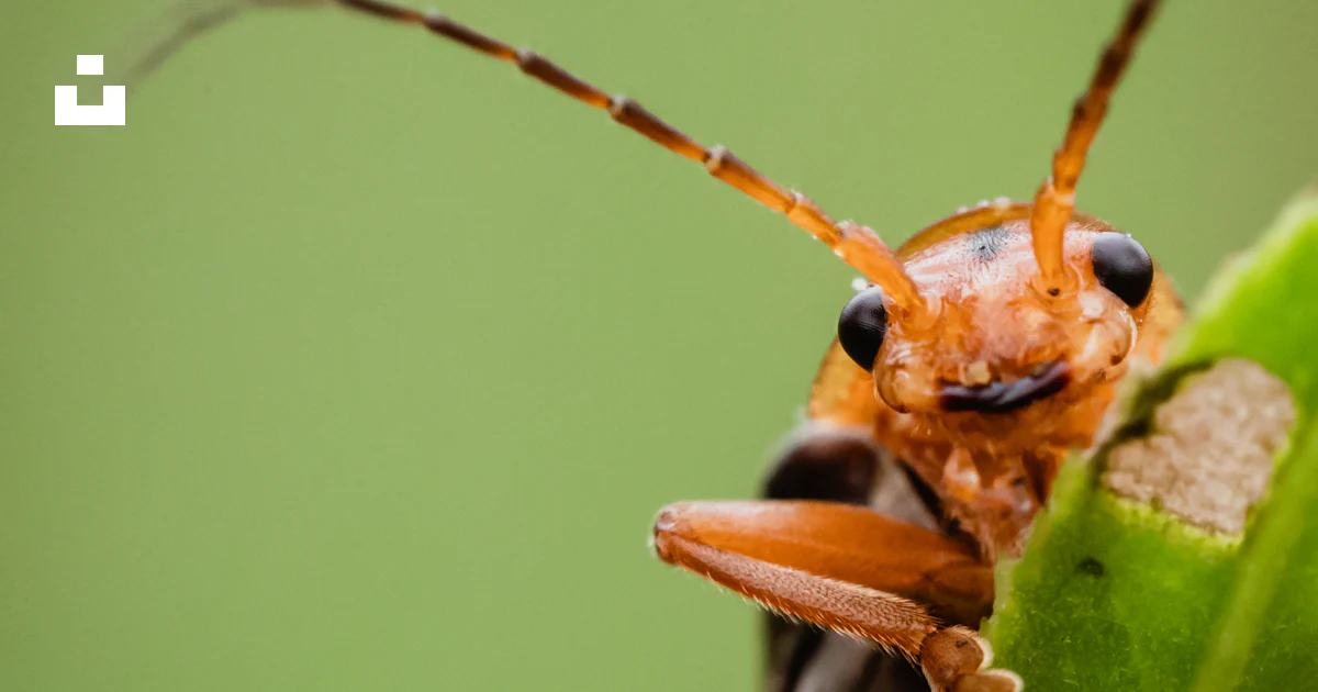 A close up of a bug on a leaf photo – Free Bug Image on Unsplash