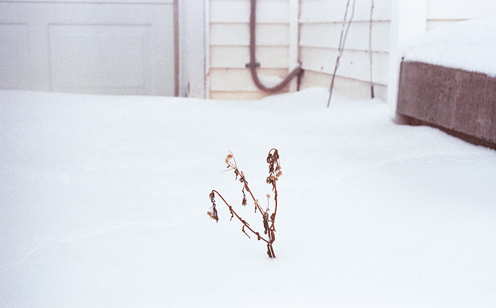 a snow covered yard with a fire hydrant in the background