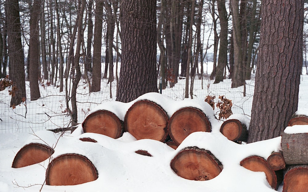 a pile of logs sitting in the middle of a forest