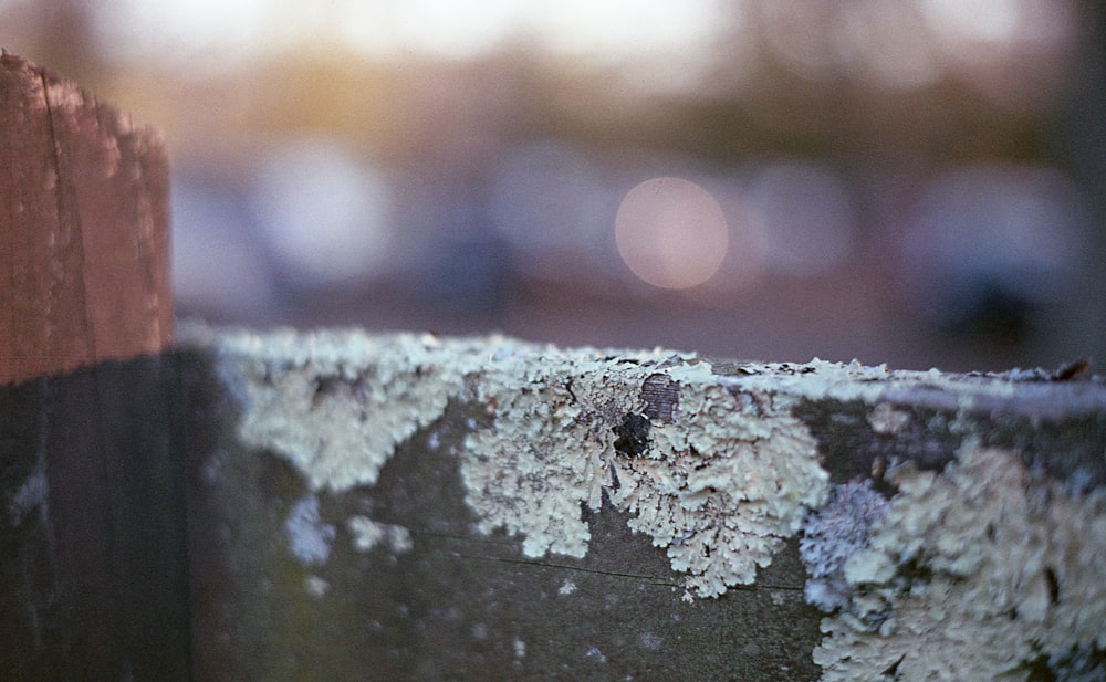un gros plan d’un morceau de bois avec du lichen dessus