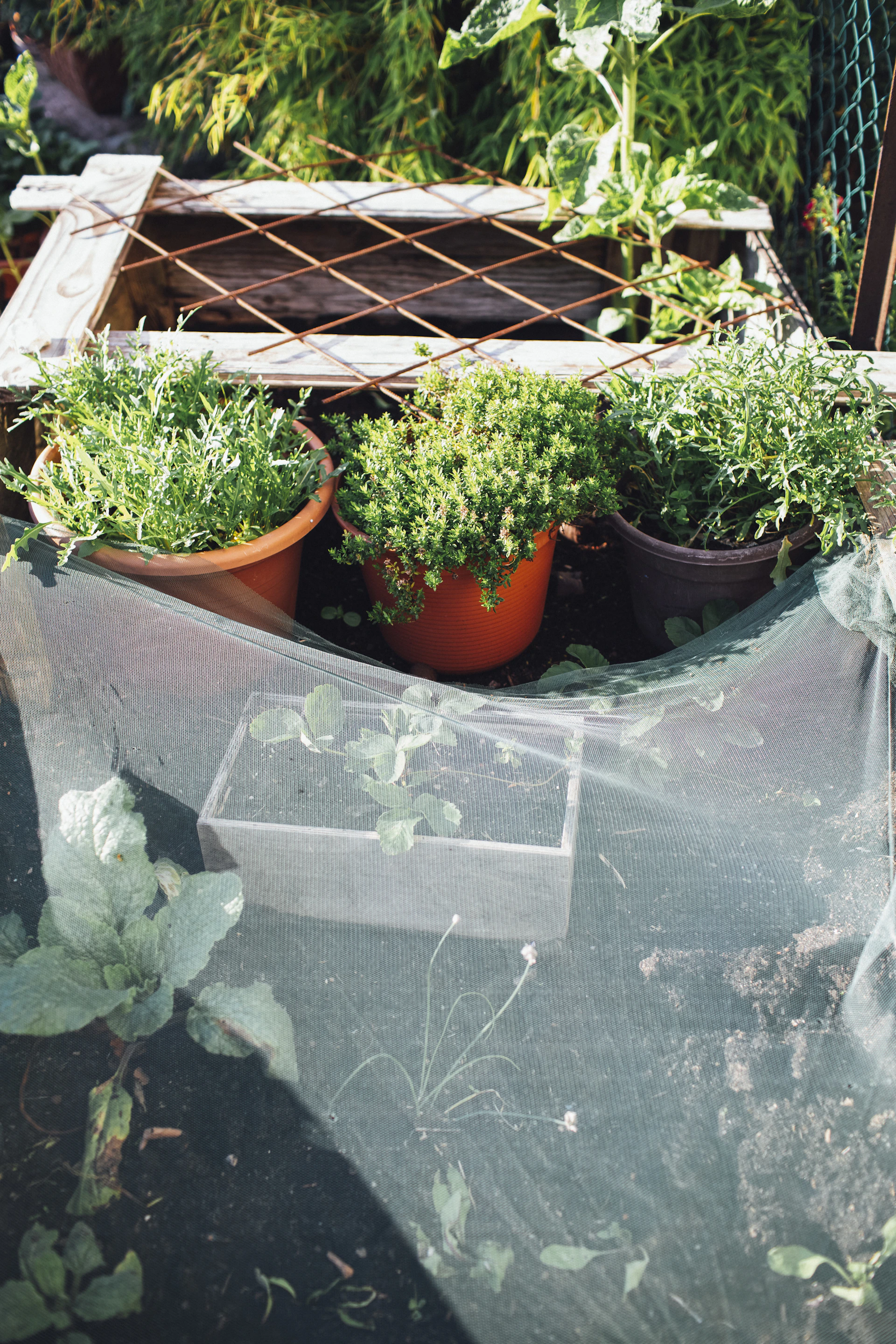 a bunch of plants that are in some pots