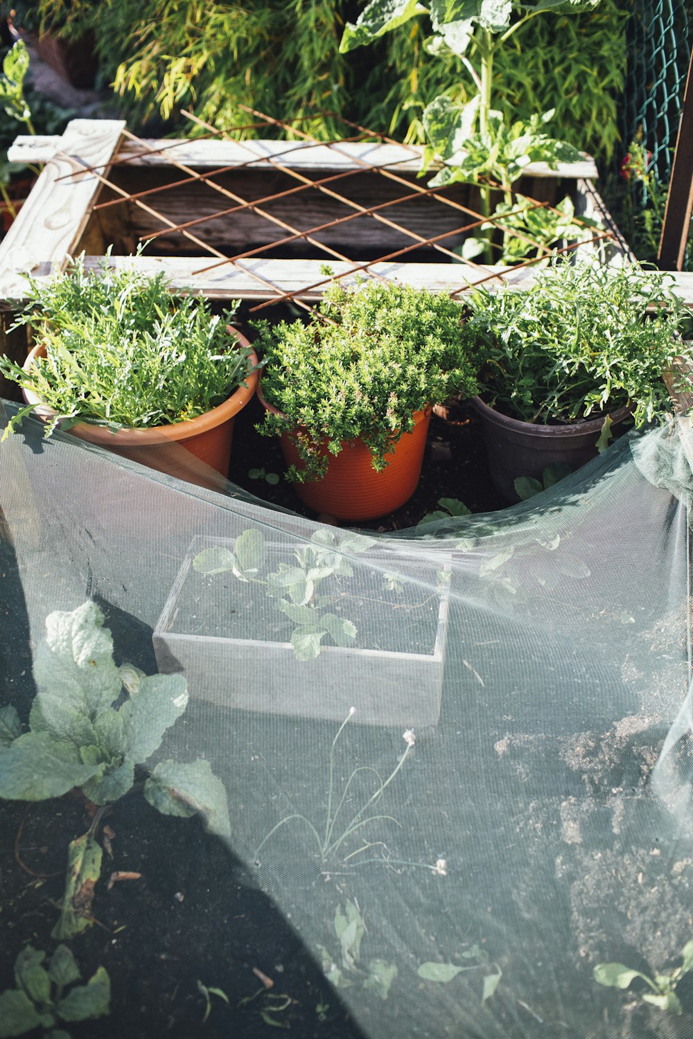 a bunch of plants that are in some pots