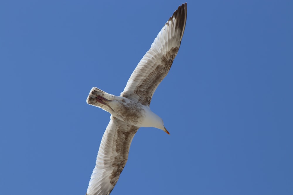 a seagull flying in a clear blue sky