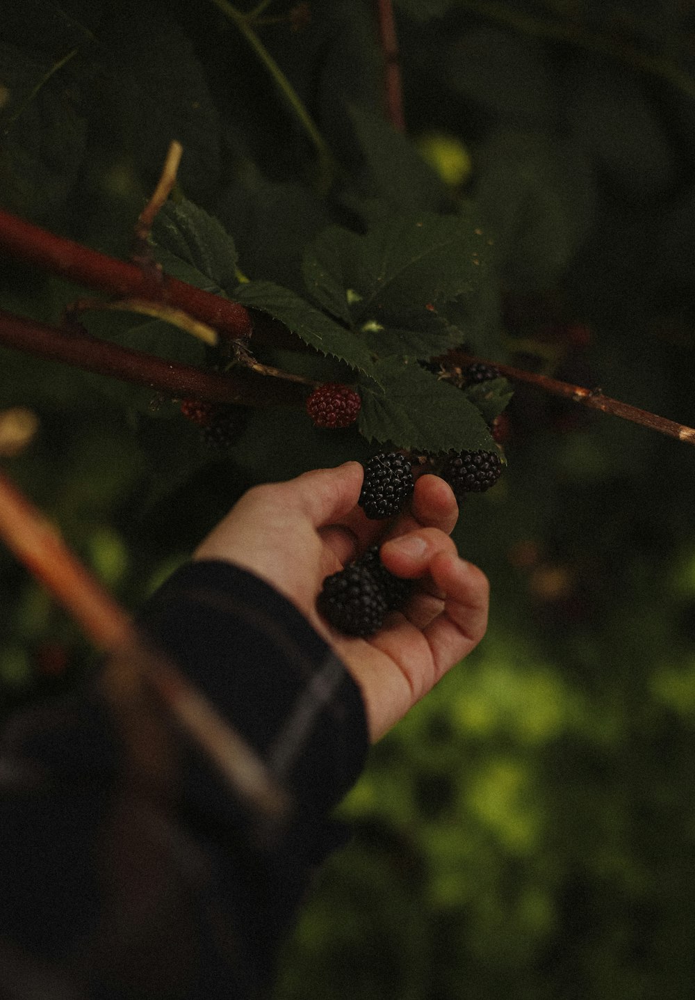 a person holding a bunch of blackberries in their hand