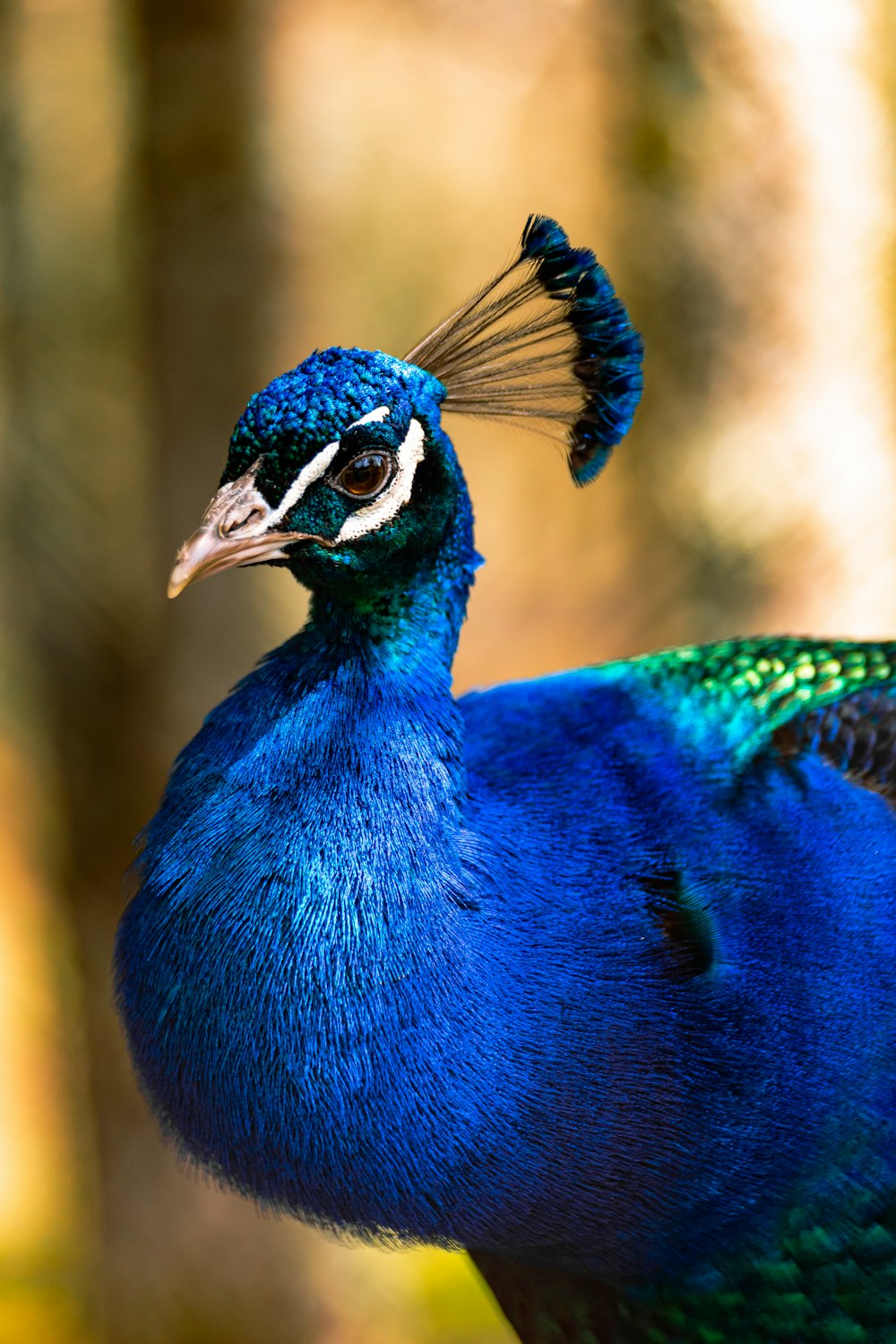 a blue bird with a long tail standing in the woods
