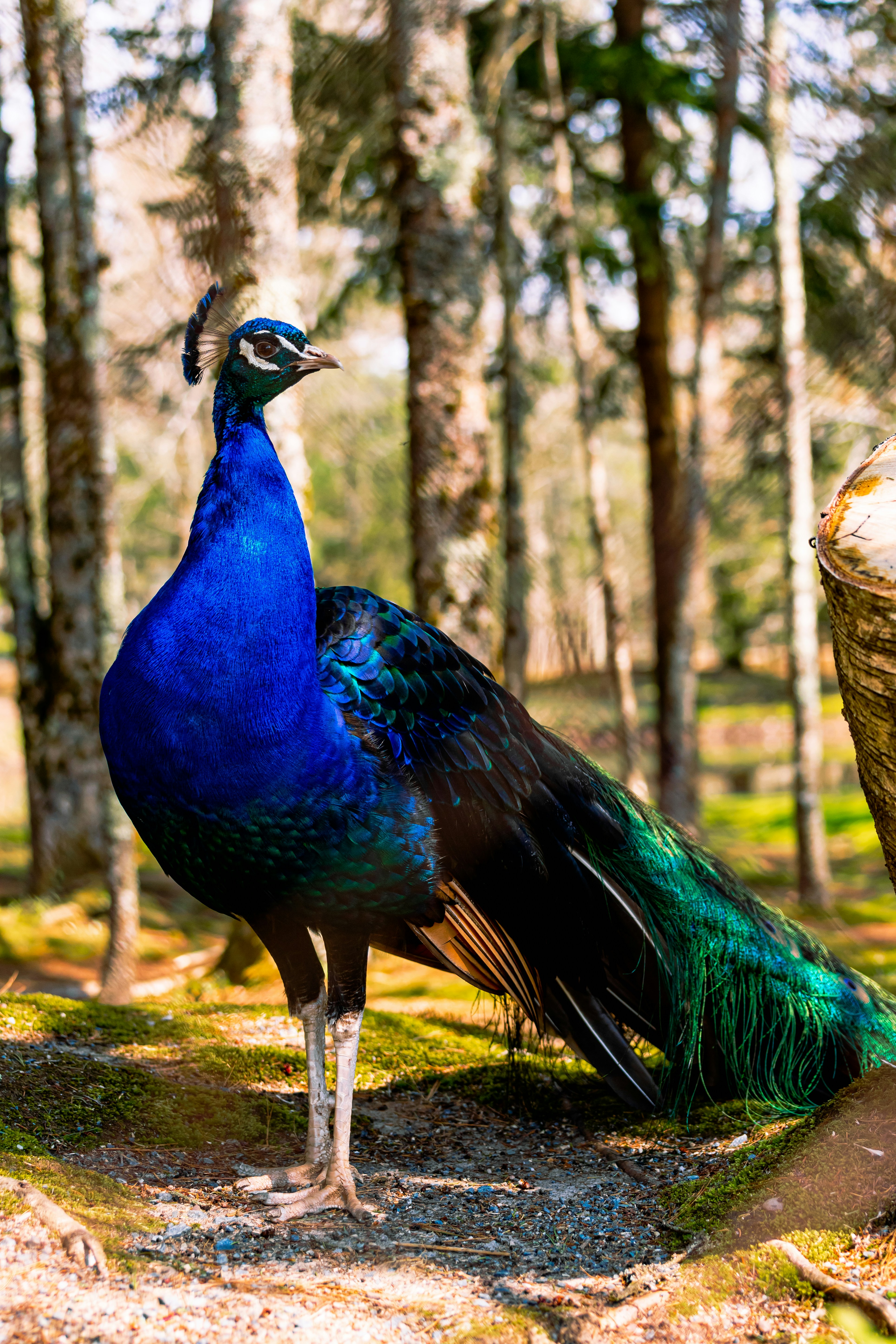 Photo by janwalterluigi