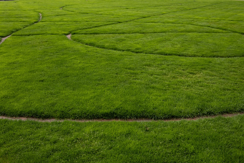 a large grassy field with a path in the middle of it